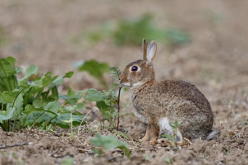 in an uncultivated field... Wild Rabbit *Oryctolagus cunic by wunderbare Erde