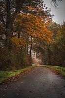 Wenn sich die Bäume verfärben.