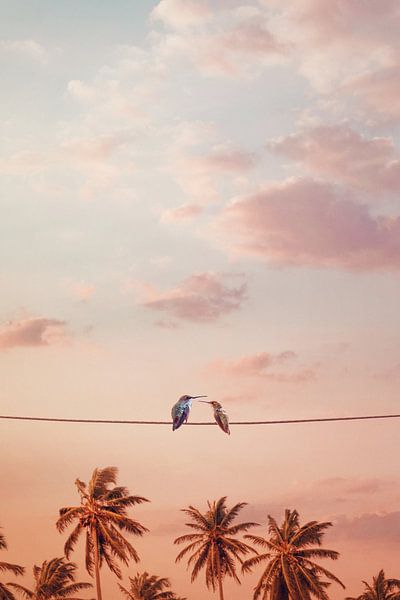 Hummingbirds von Jonas Loose