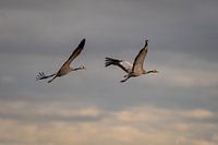 Take Off, Fly to Africa