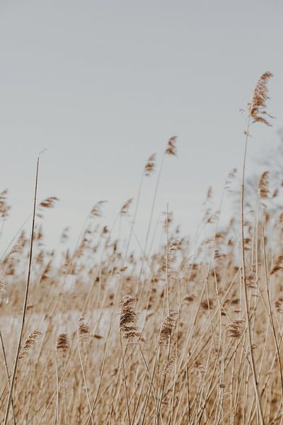 Wehendes Schilf von Amber den Oudsten