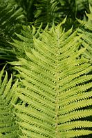 Leuchtend grünes Farnblatt