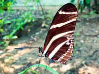 Heliconius charithonia