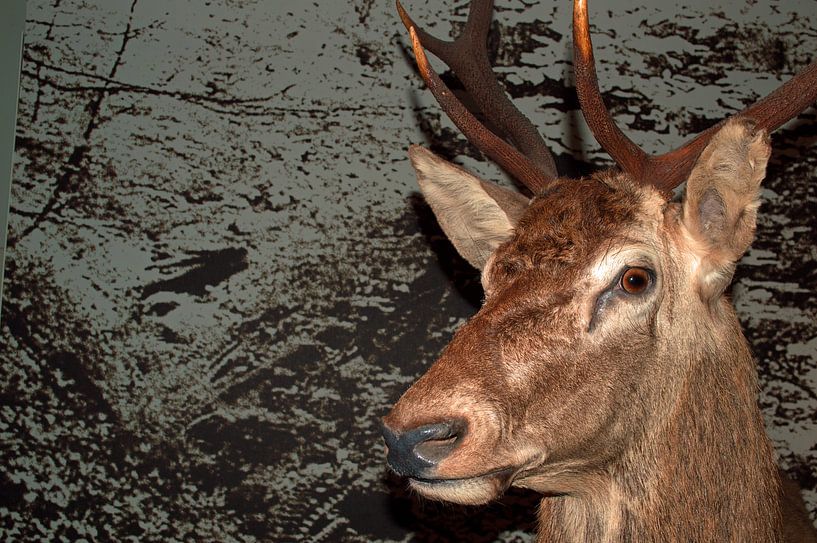 Mooie kop van een hert tegen een bijzondere achtergrond par Dlanor