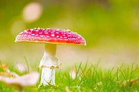 Rood met witte stippen