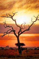 After the rain, Kruger Park South Africa