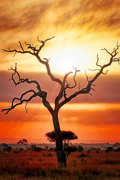 Après la pluie, Kruger NP Afrique du Sud par WiWo