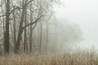 un début de journée brumeux