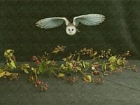 Reif für die Ausschreibung II