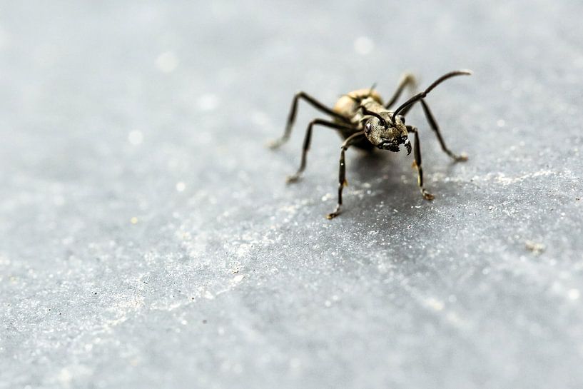 Ante Up par Cho Tang