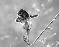 Bruin Blauwtje (versie Zwart/Wit)