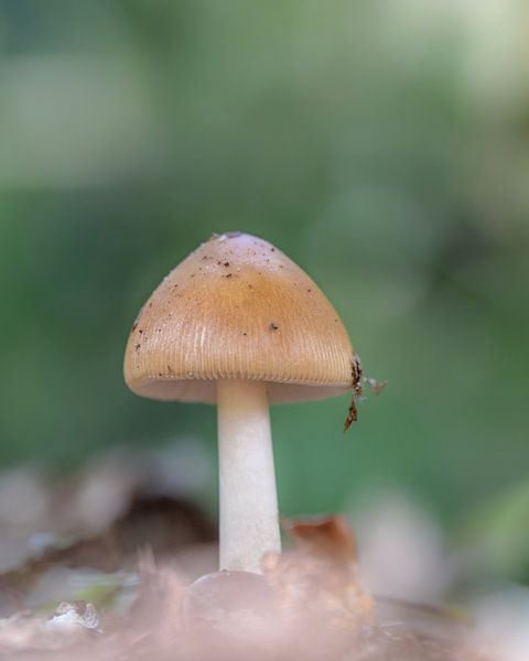 Mushroom by Kim de Been