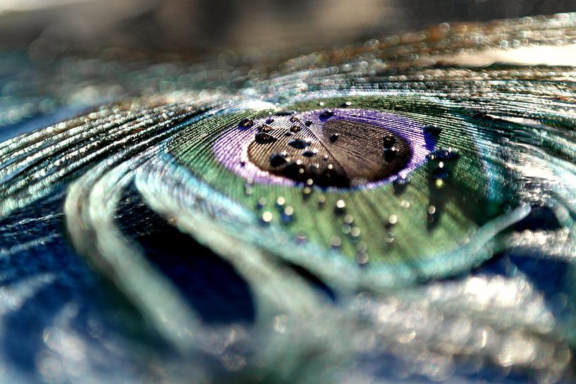 Oeil de paon - Oeil de paon par Amanda van den Berg / Fotografie Amanda