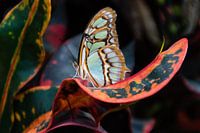 Schmetterlingsgarten Orchideeënhoeve