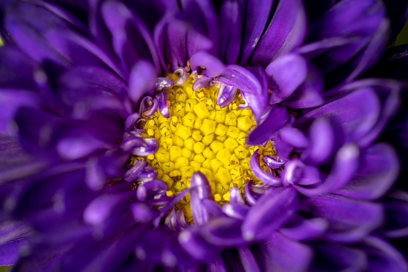 Chrysanthemum by Pictures by Van Haestregt
