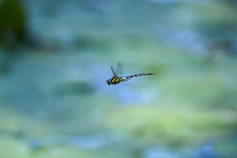 Libelle in flight by Shirley Douwstra
