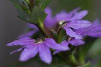 Flowering purple scaevola