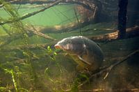Carpe entre les branches d'un arbre
