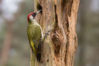 Le pic-vert cherche des insectes dans un tronc d'arbre mort.