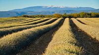 Blick auf den Mont Ventoux