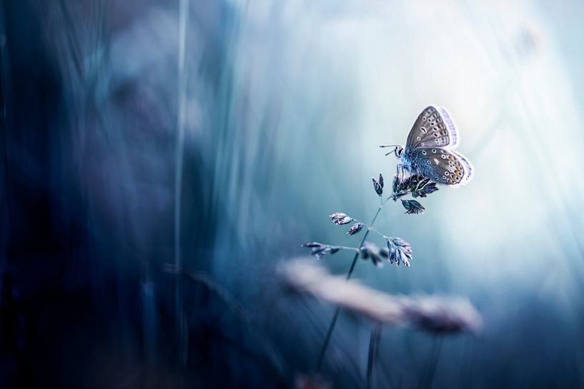 Zu einem Schmetterling von Bob Daalder