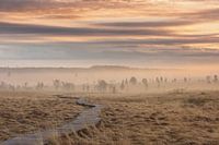 L'humeur du matin dans les Hautes Fagnes