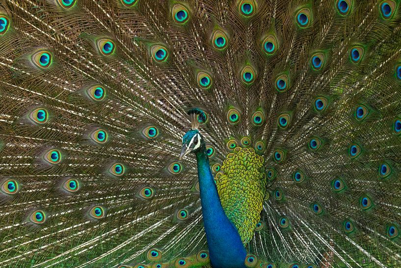 Wildpfau im Minnerya-Nationalpark Sri Lanka von Lex van Doorn