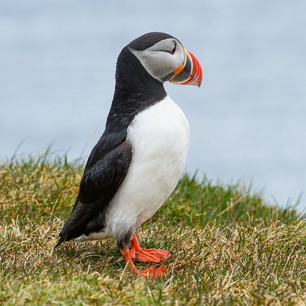Puffin von Denis Feiner