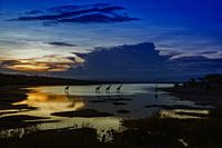 Coucher de soleil avec traversée de girafes, Serengeti