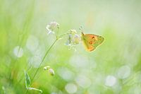 Oranje luzernevlinder