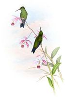 Erythonote von Saucerotte, John Gould