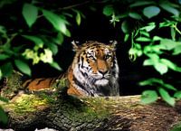 Sibirischer Tiger : Safaripark Beekse Bergen