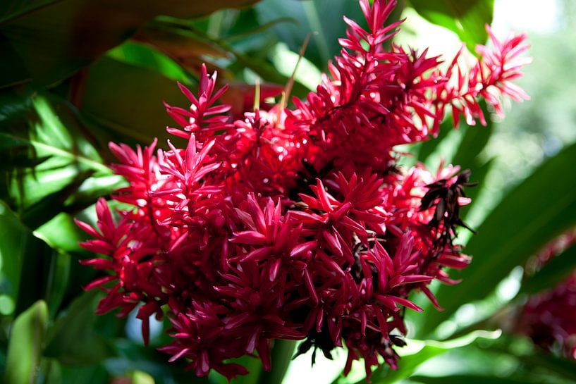 Red plant in the botanical garden in Cairns by Kees van Dun