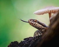 Adder snake in the forest