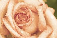 Rose mit Tränen in apricot