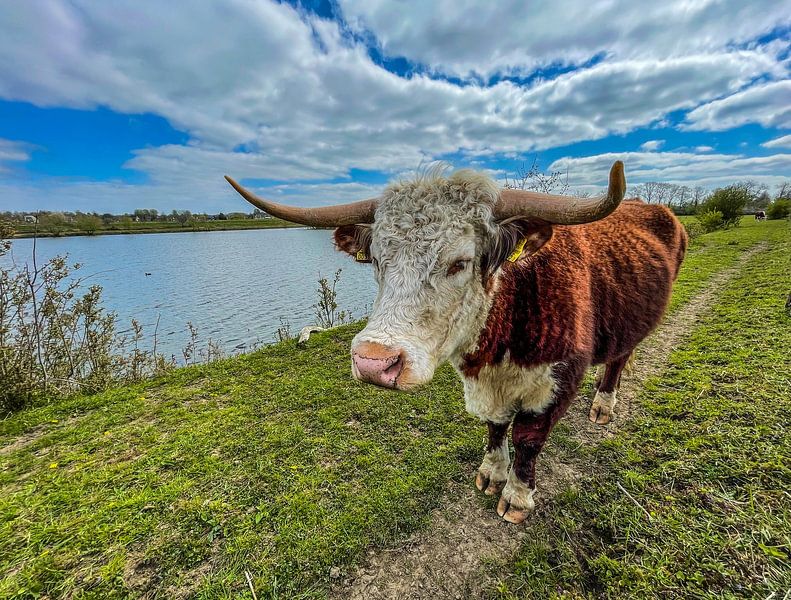 Cow by the river by Shutter Dreams