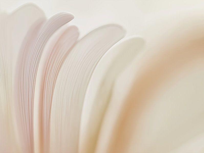 Blütenblätter in zarten Farben von Imagine