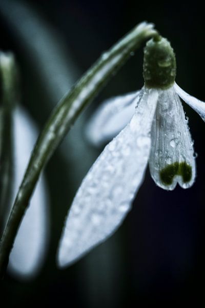 Small Flower, Big Moment by Arendina Photography
