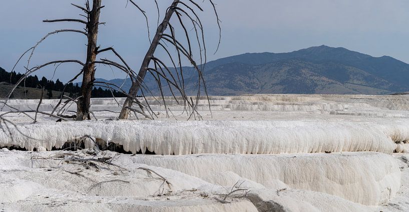 Mammoth Hot Springs, parc national de Yellowstone, États-Unis par Jeroen van Deel