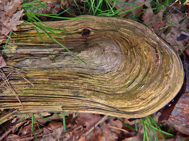 Grain de bois par Edgar Schermaul