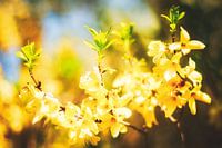 Style my Home series by Liberty Ragazza Biesma