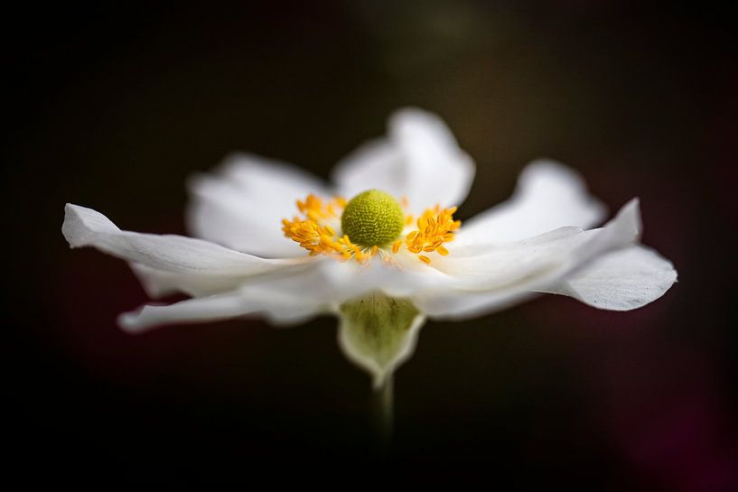 Prächtige Anemone von Bob Daalder