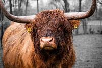 Beautiful close-up of a large brown Scottish highlander