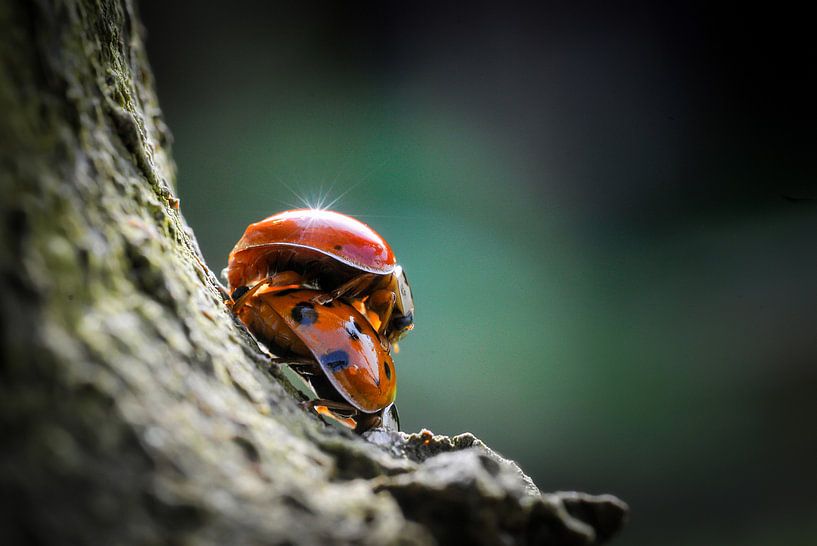 Ladybug Love by Ronnie Reul