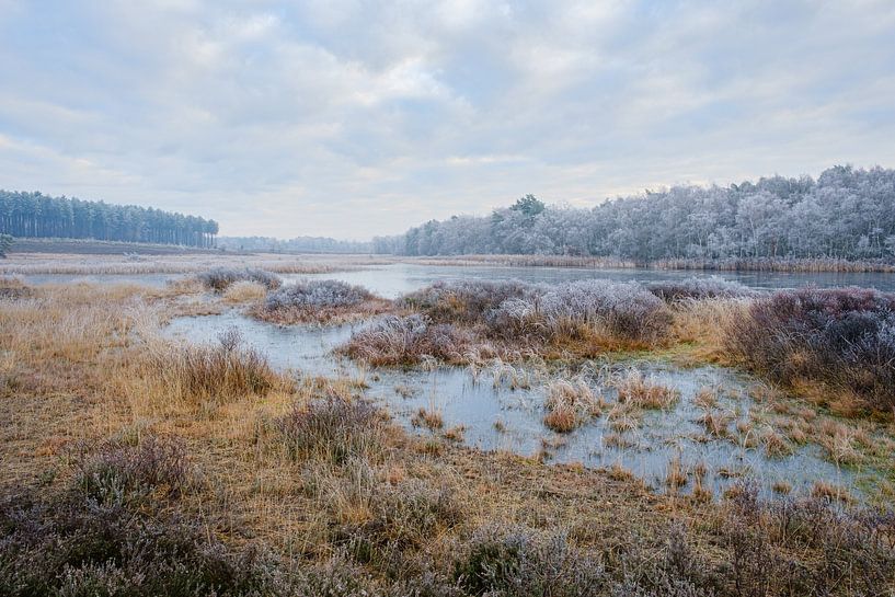 Frozen morning by Johan Vanbockryck
