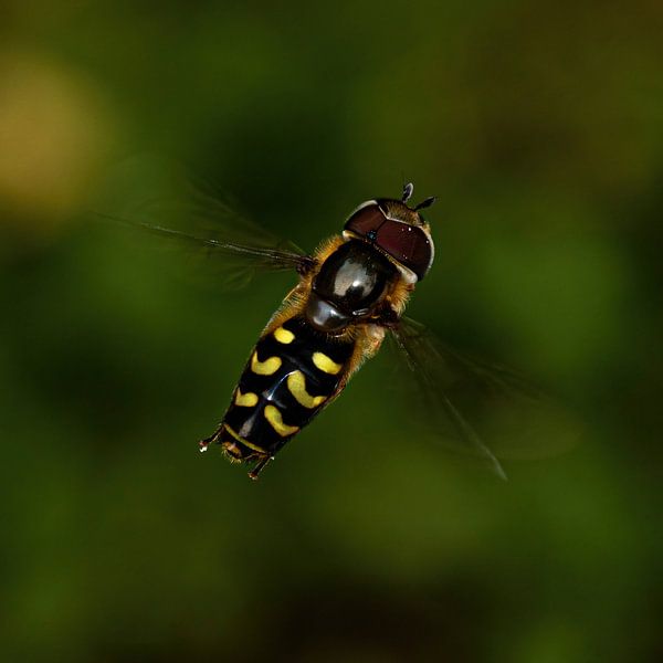 Flying yellow crescent hoverfly, seen from above by Anne Ponsen