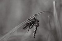 Mouche prédatrice commune, cannibalisme ? Noir et blanc.