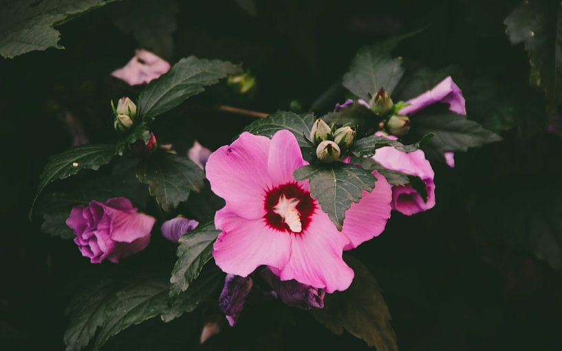 Blütenmacro von Laurenz Heymann