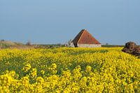 Schaf-Finale auf Texel
