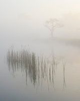 Morgenstille im Nebel